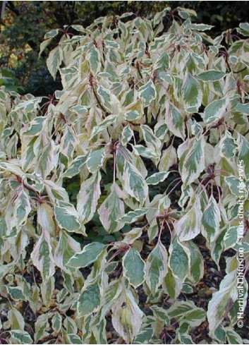 CORNUS controversa VARIEGATA