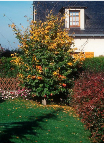 PARROTIA persica VANESSA