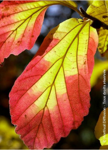 PARROTIA persica VANESSA