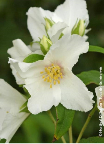 PHILADELPHUS BELLE ETOILE