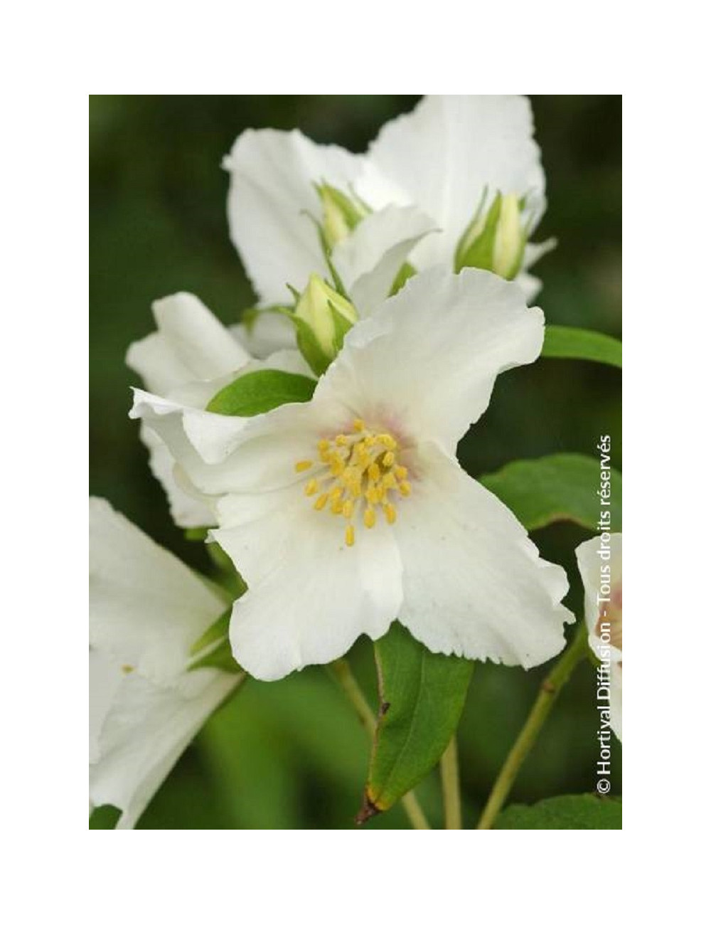 PHILADELPHUS BELLE ETOILE