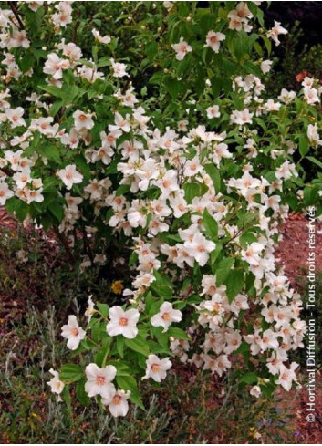 PHILADELPHUS BELLE ETOILE