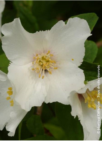 PHILADELPHUS BELLE ETOILE