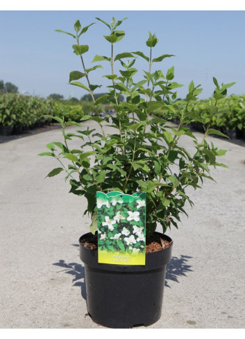 PHILADELPHUS BELLE ETOILE En pot de 4-5 litres