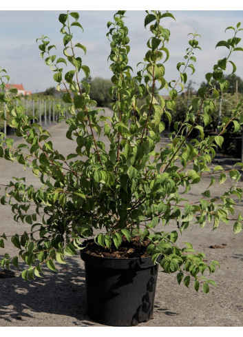 PHILADELPHUS BELLE ETOILE En pot de 10-12 litres