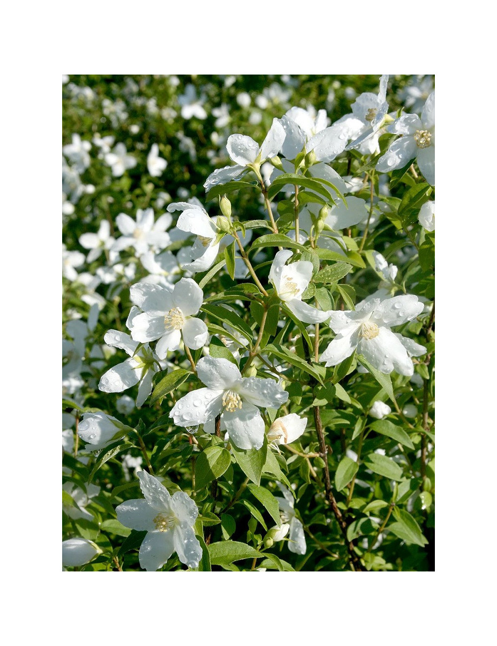 PHILADELPHUS SILBERREGEN