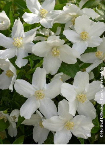 PHILADELPHUS SILBERREGEN