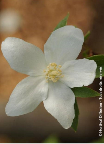 PHILADELPHUS SILBERREGEN