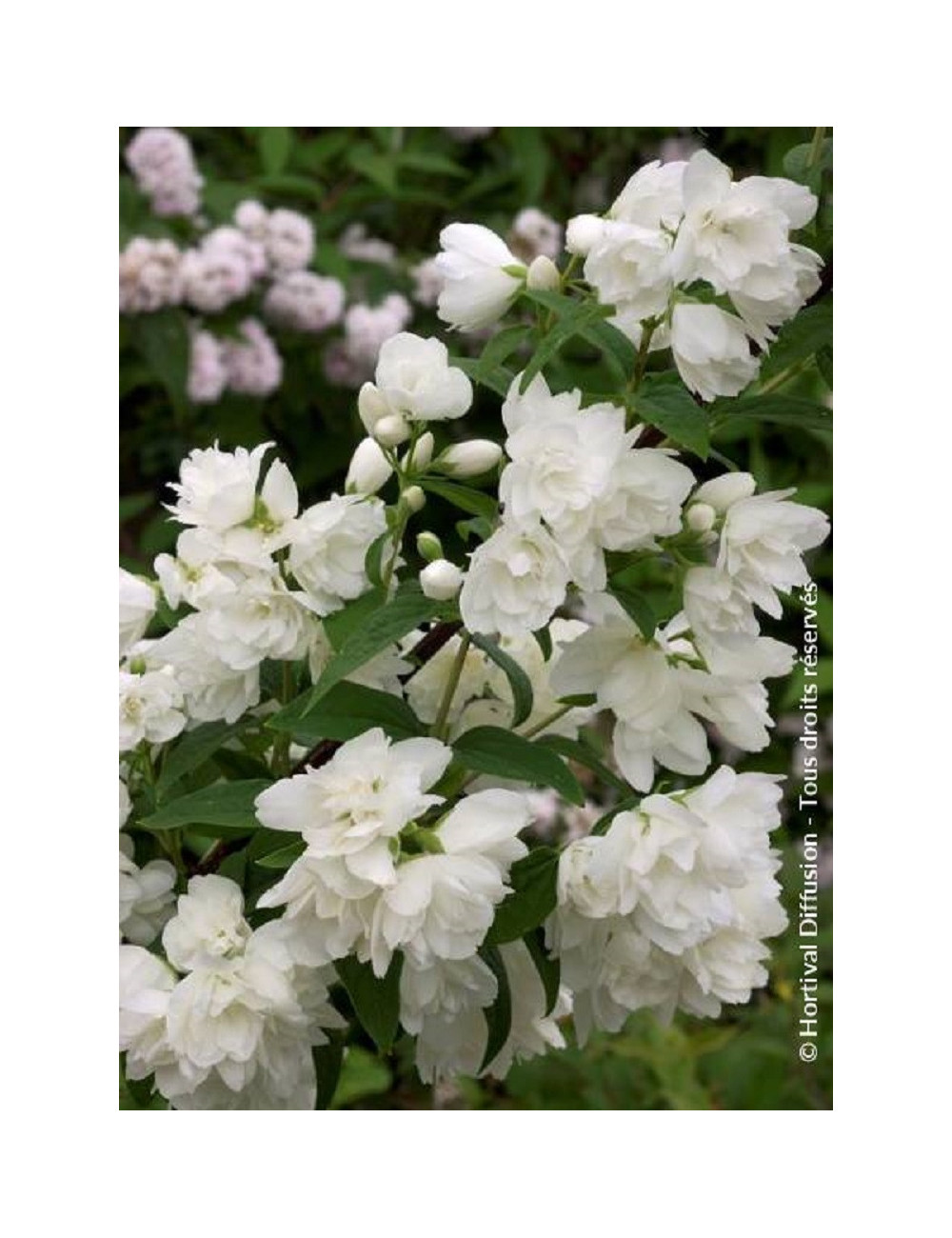 PHILADELPHUS SNOWBELLE