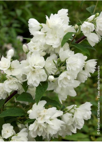 PHILADELPHUS SNOWBELLE