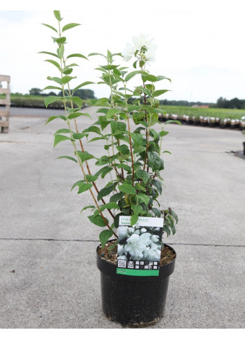 PHILADELPHUS SNOWBELLE En pot de 4-5 litres