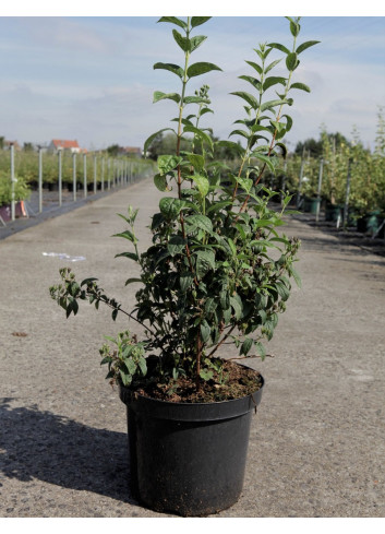 PHILADELPHUS SNOWBELLE En pot de 10-12 litres