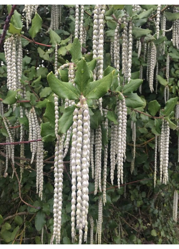 GARRYA elliptica