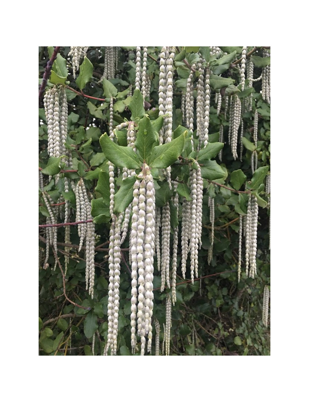 GARRYA elliptica