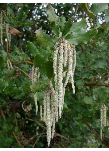 GARRYA elliptica