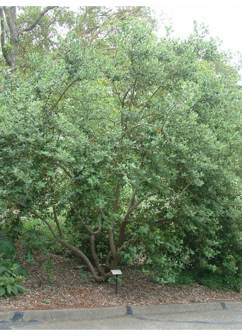 GARRYA elliptica