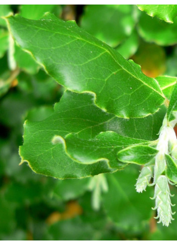 GARRYA elliptica