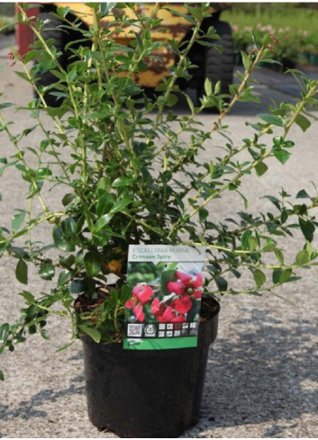 ESCALLONIA CRIMSON SPIRE En pot de 4-5 litres