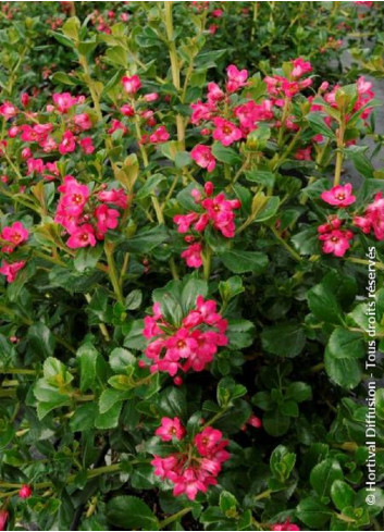 ESCALLONIA PRIDE OF DONARD