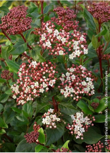 VIBURNUM tinus EVE PRICE