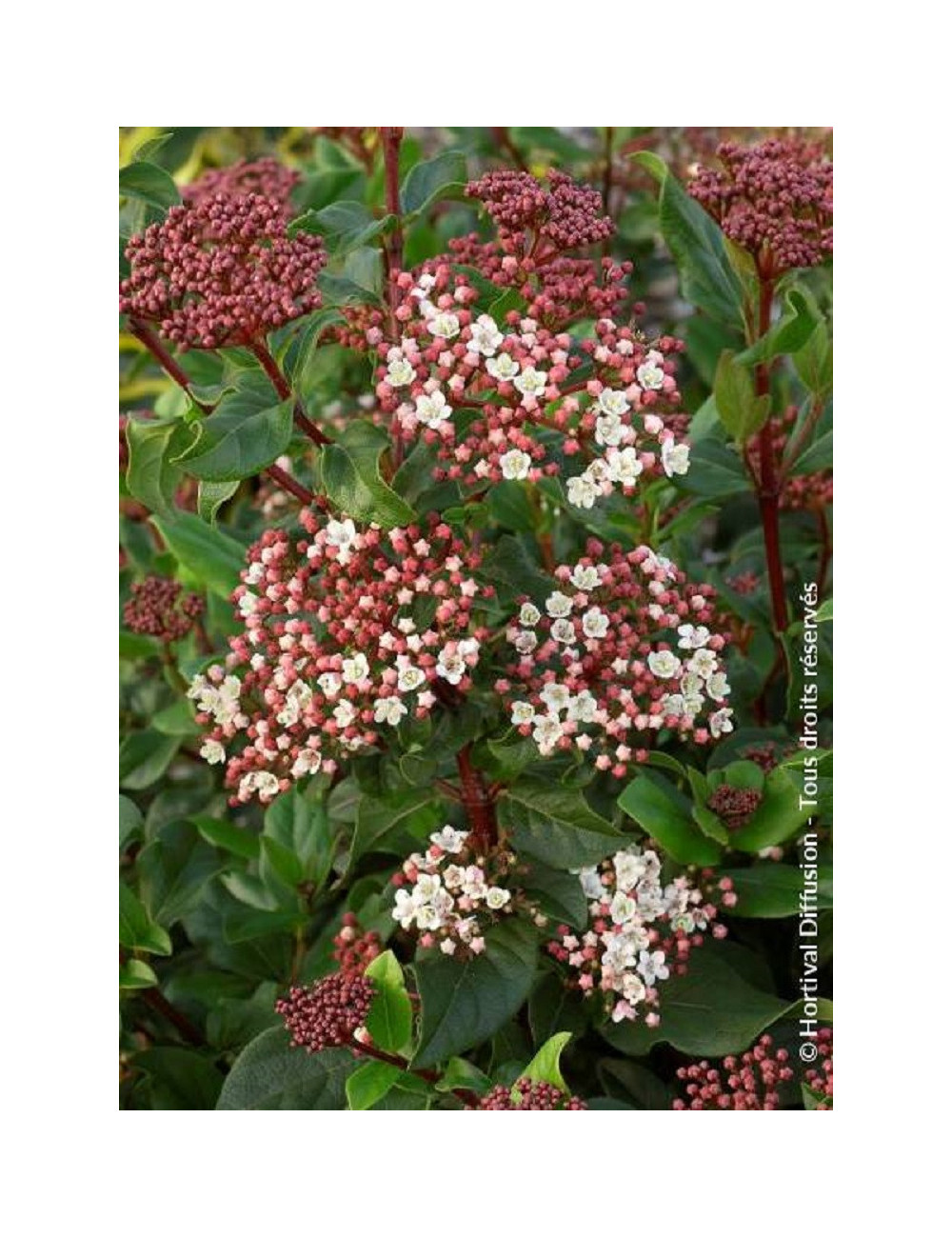 VIBURNUM tinus EVE PRICE