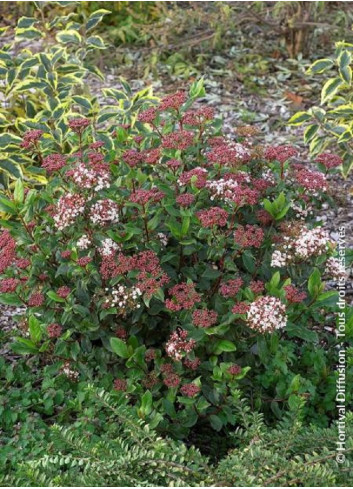 VIBURNUM tinus EVE PRICE