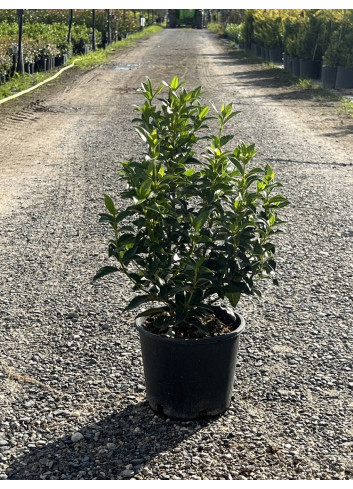 VIBURNUM tinus EVE PRICE En pot de 7-10 litres