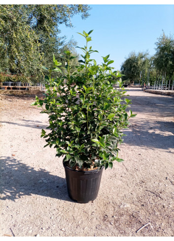 VIBURNUM tinus EVE PRICE En pot de 15-20 litres