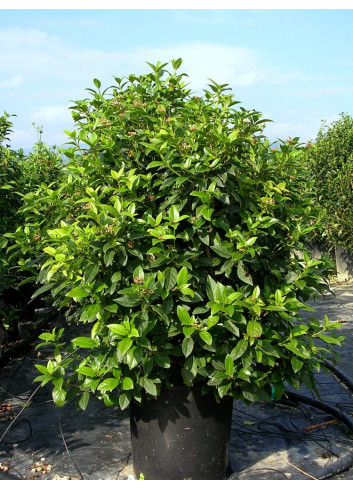 VIBURNUM tinus EVE PRICE En pot de 35-50 litres