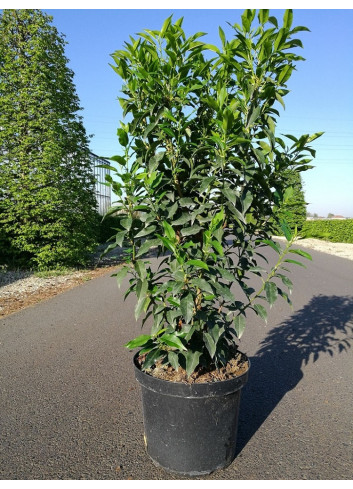 PRUNUS lusitanica ANGUSTIFOLIA En pot de 7-10 litres