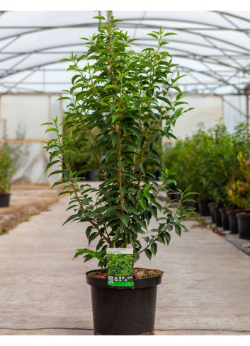 PRUNUS lusitanica ANGUSTIFOLIA En pot de 10-12 litres