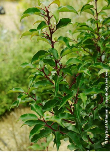 PRUNUS lusitanica BRENELIA