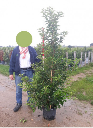 PRUNUS lusitanica BRENELIA En pot de 25-30 litres 