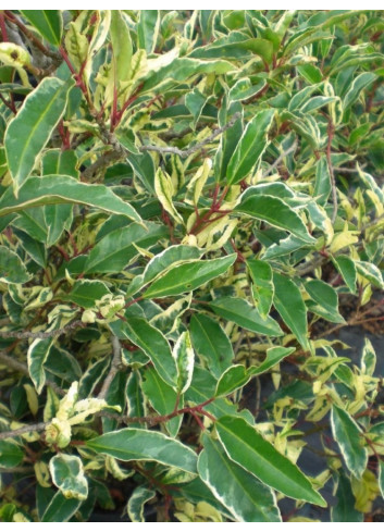 PRUNUS lusitanica VARIEGATA 