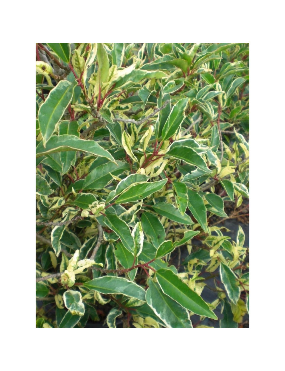 PRUNUS lusitanica VARIEGATA 