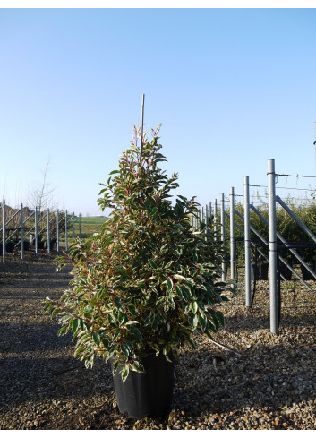 PRUNUS lusitanica VARIEGATA 