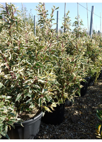 PRUNUS lusitanica VARIEGATA 