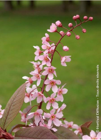 PRUNUS padus COLORATA