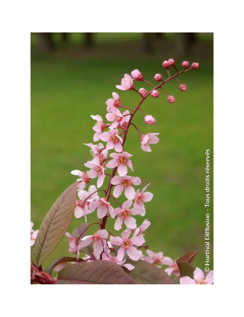 PRUNUS padus COLORATA