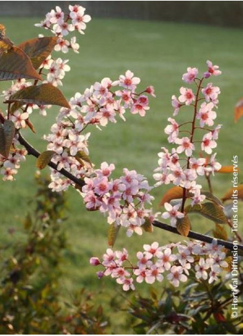 PRUNUS padus COLORATA