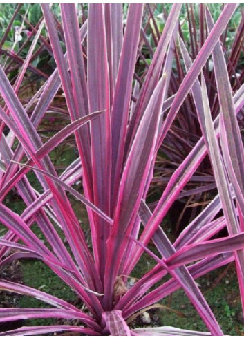 CORDYLINE PINK PASSION