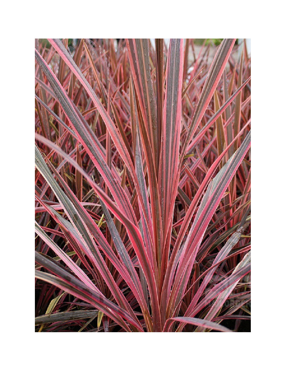 CORDYLINE SOUTHERN SPLENDOUR