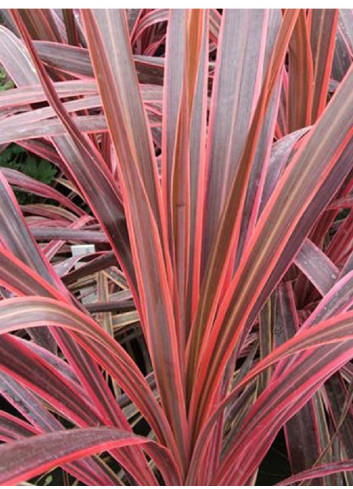 CORDYLINE SOUTHERN SPLENDOUR