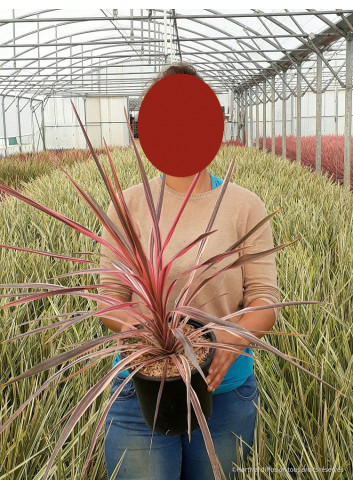 CORDYLINE SOUTHERN SPLENDOUR En pot de 4-5 litres