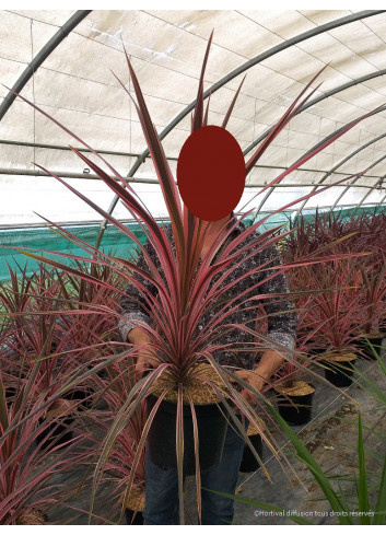 CORDYLINE SOUTHERN SPLENDOUR En pot de 10-12 litres