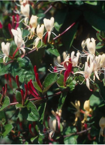 LONICERA japonica chinensis