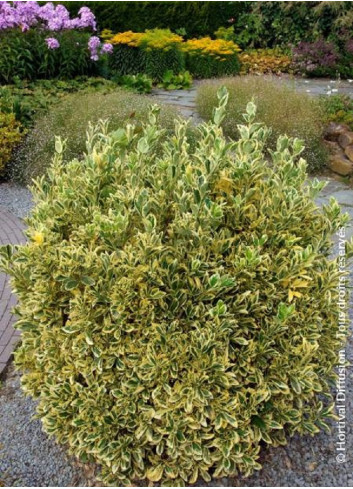 EUONYMUS japonicus BRAVO