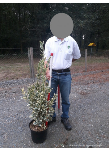 EUONYMUS japonicus BRAVO En pot de 10-12 litres