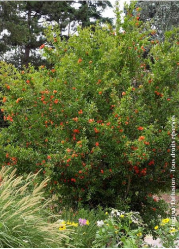 PUNICA granatum f. plena