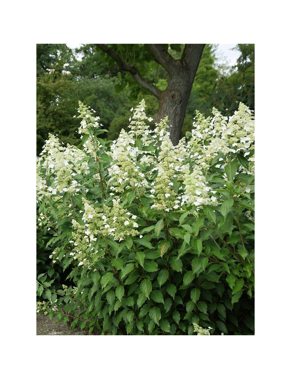 HYDRANGEA paniculata KYUSHU